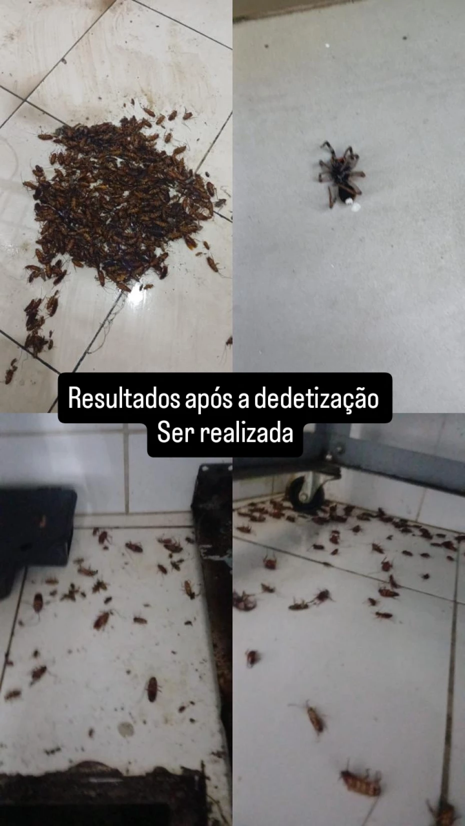 Foto 3:  — Kombat Controle de Pragas Dedetizadora